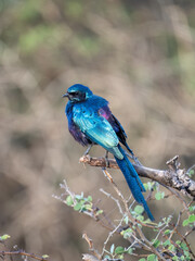 Mevesglanzstar (Lamprotornis mevesii)