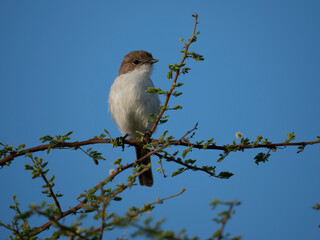Maricoschnäpper (Melaenornis mariquensis)