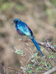 Mevesglanzstar (Lamprotornis mevesii)