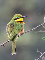 Zwergspint (Merops pusillus)