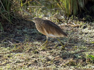 Rallenreiher (Ardeola ralloides)