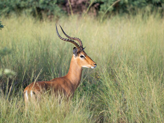 Schwarzfersenantilope oder Impala (Aepyceros melampus)