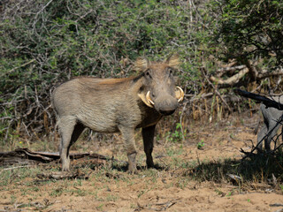 Fototapeta premium Warzenschwein (Phacochoerus africanus)