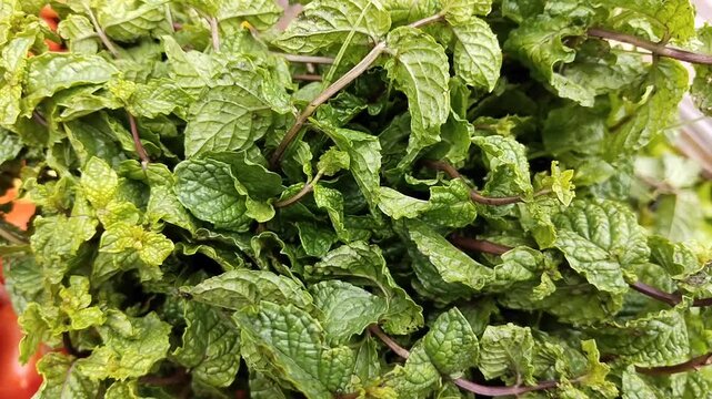 Green mint peppermint leaves leaf aromatic flavoring vegetable spice food ingredient pudina menta herb menthe poivree image hortela-pimenta close-up video clip footages 