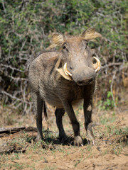 Warzenschwein (Phacochoerus africanus)