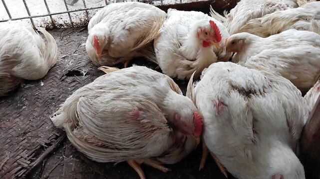 Broiler chickens live white hen birds animal poultry farm chicks livepoulet livepollo view frango closeup 
video clip footages 