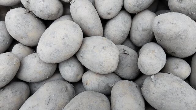 Unwashed potatoes root vegetable heap muddy freshly harvested potato pile of starchy raw potato food tuber  plant solanum tuberosum aaloo alu patate closeup batata, pomme de terre video clip 