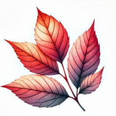 A serviceberry leaf with a mix of red and orange in the watercolor style. 