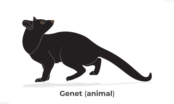genet looks like cat,  genet animal