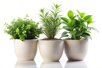 Three potted plants isolated on white background.