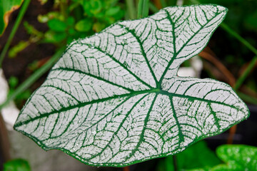 Close-up of white Caladium leaf in the garden
