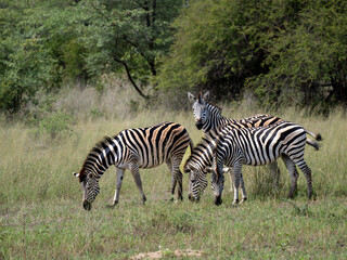 Steppenzebra (Equus quagga)