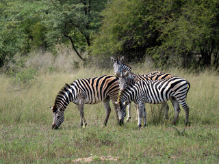 Steppenzebra (Equus quagga)