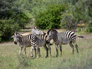Steppenzebra (Equus quagga)