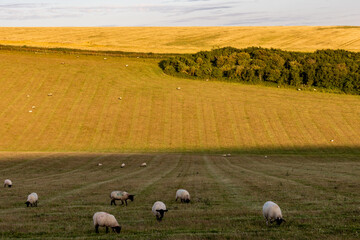 Sheep grazing on a South Downs hillside, on a sunny summer's evening