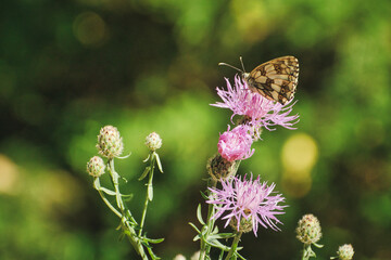 Schmetterling - Butterfly - Ecology - High quality photo	