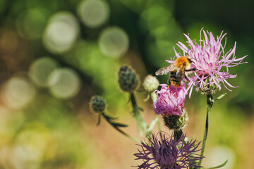 Biene - Hummel - Bee - Bumblebee - Wild Flower - Purple - Meadow - Blossom - Close Up - High...