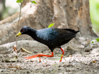 Schwarzkielralle (Zapornia flavirostra)