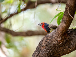 Halsband-Bartvogel (Lybius torquatus), auch Schwarznacken-Bartvogel