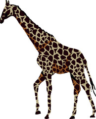 Fototapeta premium jirafa dibujo, giraffes, giraffe cartoon clipart isolated on transparent background