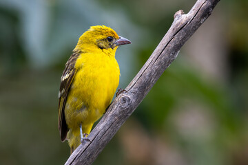 Female  Striped-backed chytrique(Piranga bidentata), perched in a tree in Monteverde, Costa Rica