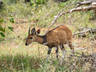 Südliche Schirrantilope, Südafrikanischer Buschbock (Tragelaphus sylvaticus)