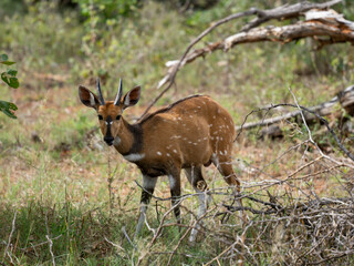 Südliche Schirrantilope, Südafrikanischer Buschbock (Tragelaphus sylvaticus)