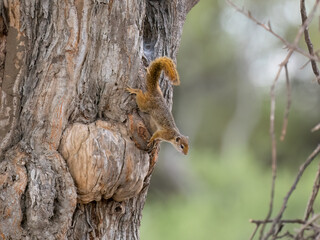 Smith-Buschhörnchen (Paraxerus cepapi), auch Gemeines Buschhörnchen oder Gelbfußbuschhörnchen