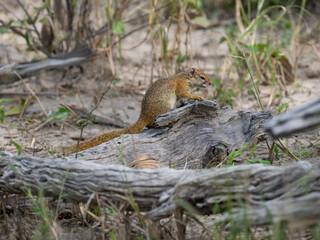 Smith-Buschhörnchen (Paraxerus cepapi), auch Gemeines Buschhörnchen oder Gelbfußbuschhörnchen