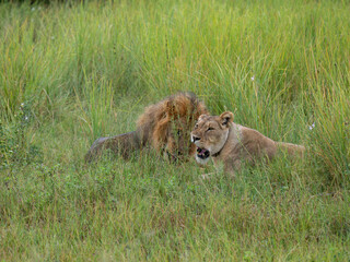 Löwe (Panthera leo)