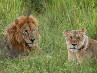 Löwe (Panthera leo)