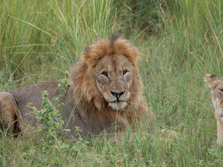 Löwe (Panthera leo)