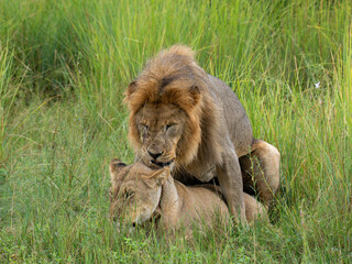 Löwe (Panthera leo)