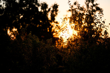 warm sunset sun shines through the foliage of the tree