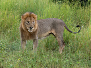 Löwe (Panthera leo)