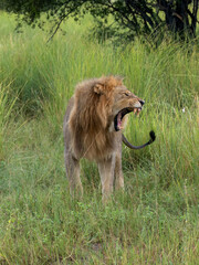 Löwe (Panthera leo)