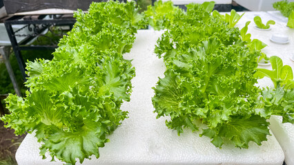 Vegetable fillet iceberg lettuce Hydroponic system still water in foam box for growing vegetables...