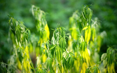 infected dry yellow cannabis plant leaf in close up shot. marijuana bad leaves from disease or bugs become wilted and dying. close up of organic weed production dying from illness change to yellow
