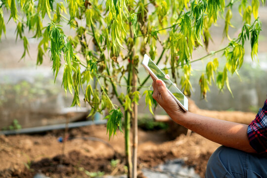 smart farmer using tablet sick cannabis checking in greenhouse. senior asian farmer analyze marijuana infected from bugs or virus. smart gardener checking yellow dry dying weed plant using technology