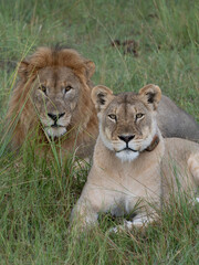 Löwe (Panthera leo)