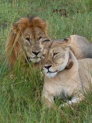 Löwe (Panthera leo)
