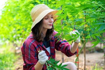 smiling caucasian farmer sitting pruning weed plant using shears in greenhouse. caucasian woman...