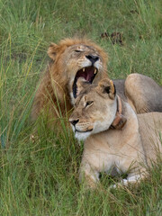 Naklejka premium Löwe (Panthera leo)