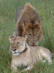 Löwe (Panthera leo)