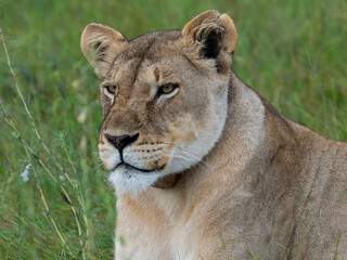 Fototapeta premium Löwe (Panthera leo)