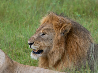 Löwe (Panthera leo)