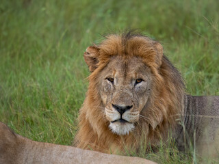 Löwe (Panthera leo)