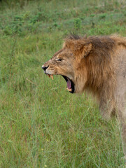 Löwe (Panthera leo)