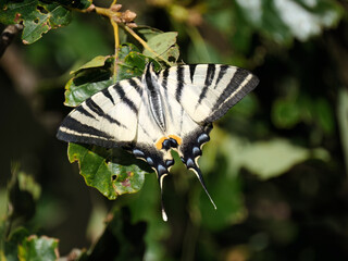 Segelfalter (Iphiclides podalirius) im Moseltal