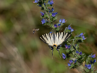 Segelfalter (Iphiclides podalirius) im Moseltal